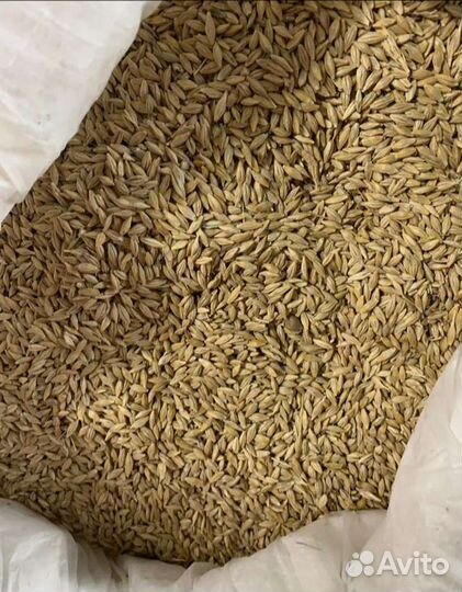 Зерно ячмень