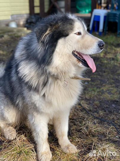 Красавец маламут в добрые руки