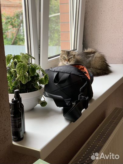 Котята Хайленд Фолд