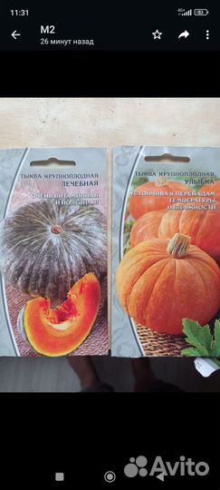 Рассада тыквы