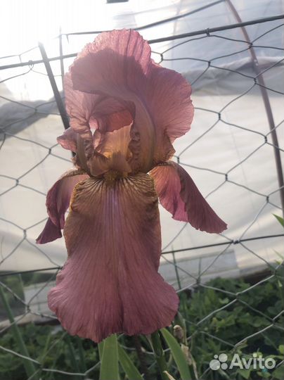 Ирисы бородатые