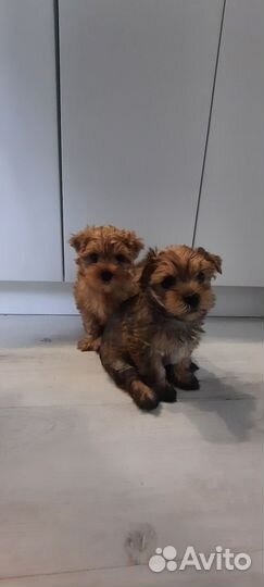 Йоркширский терьер щенки