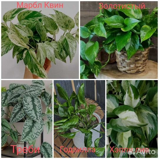 Комнатные цветы много разных