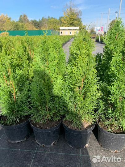 Туя смарагд 140-160 см