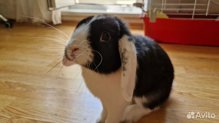 Потерялся кролик