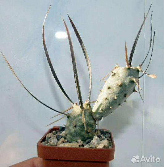 Тефрокактус папиракантус