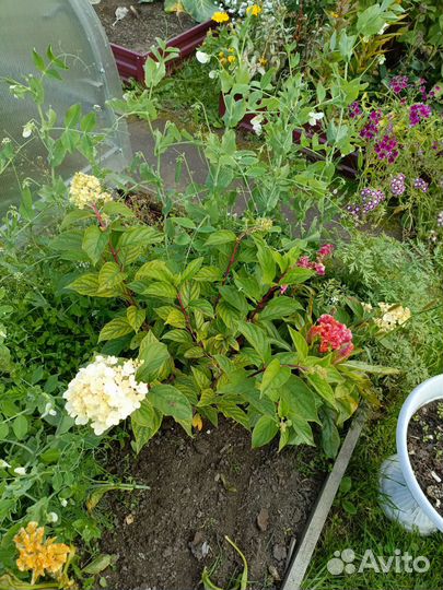 Гортензия метельчатая