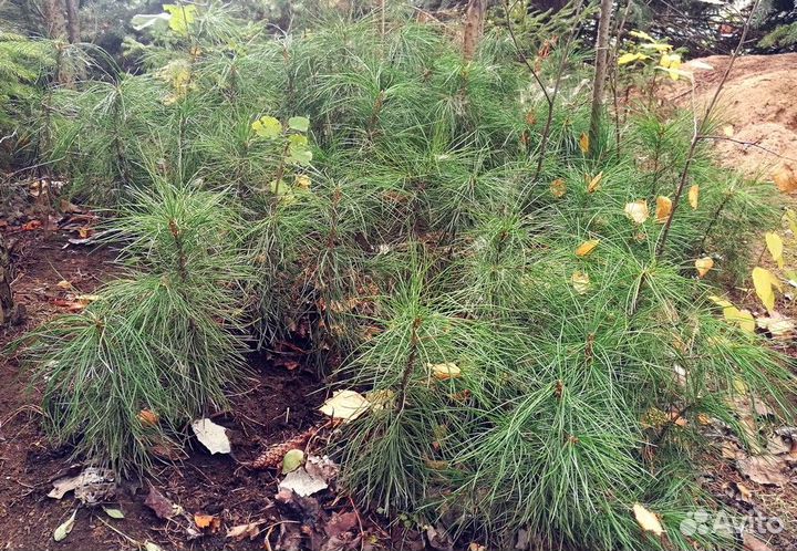 Саженцы сибирского кедра и пихты