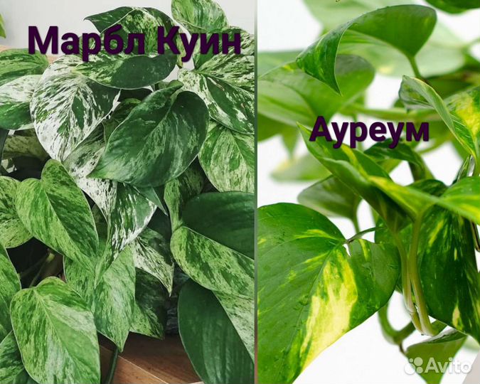 Сциндапсусы, Эпипремнумы, Филодендрон Бразил,Малай