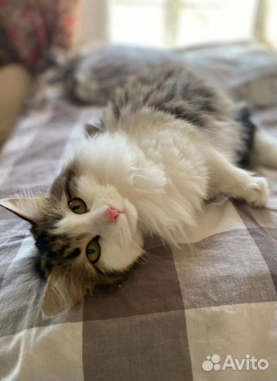 Кассандра ищет дом