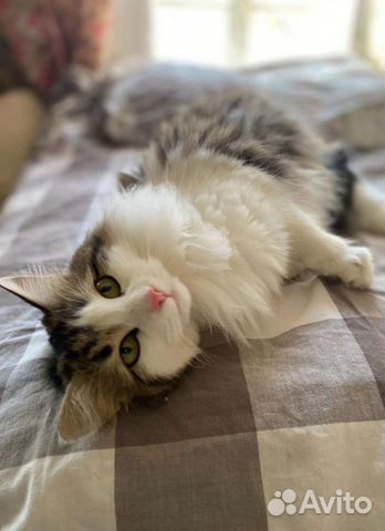 Кассандра ищет дом