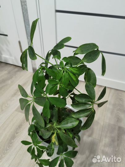 Фикус бенджамина и гибискус