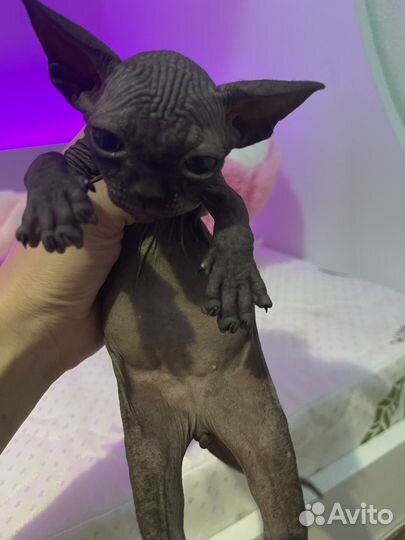 Канадский сфинкс