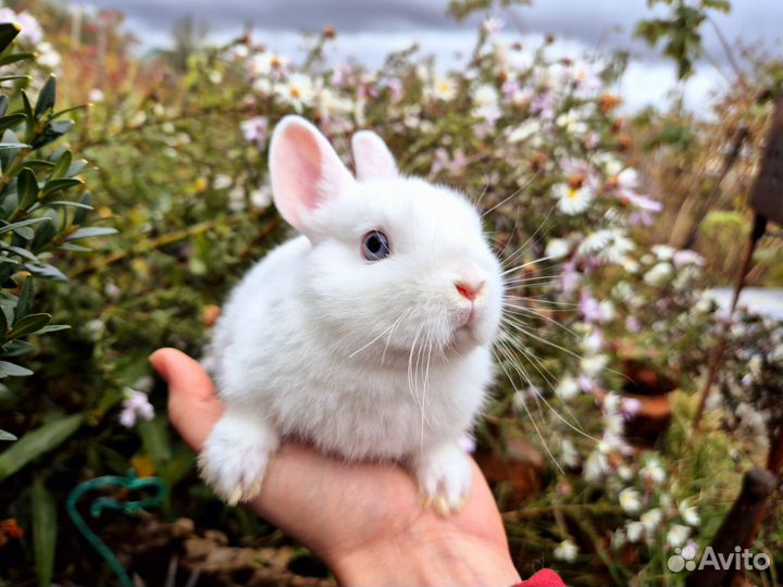 Гермелин малыш