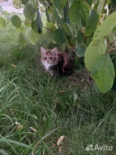 Котята в добрые руки. Девочки