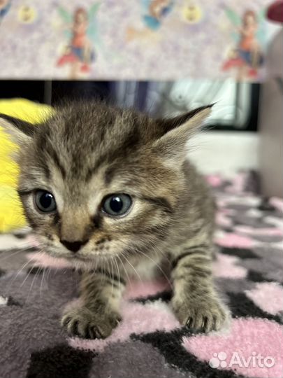 Британские котята