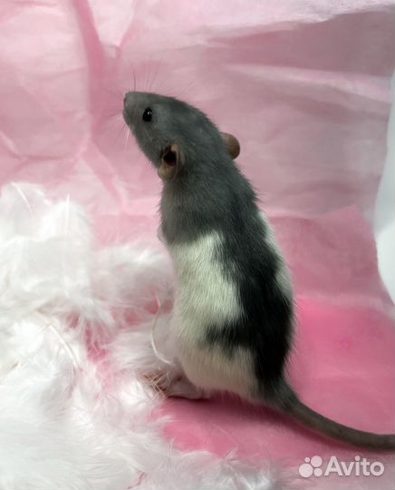 Крысята дамбо