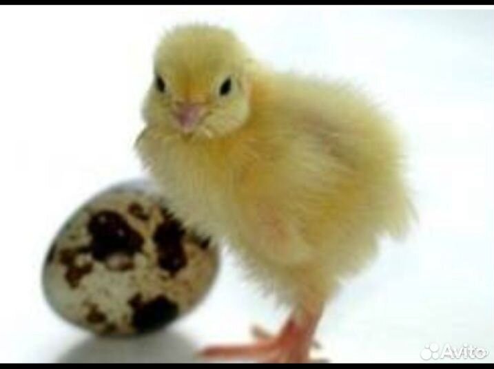 Перепела 1 месяц