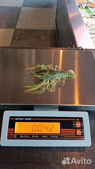 Рак Живой в наличии варим под заказ