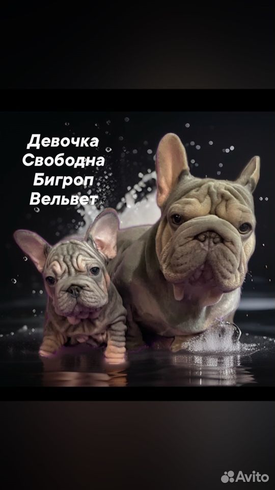 Бигроп вельвет