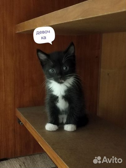 Котята в добрые руки бесплатно