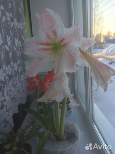 Гиппеаструм луковицы