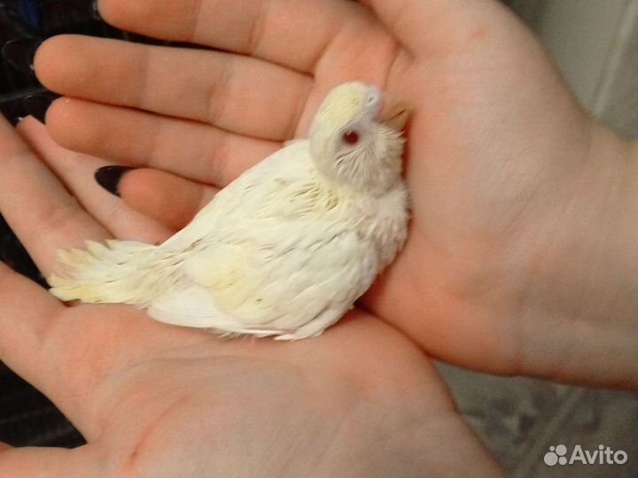 Волнистые попугайчики