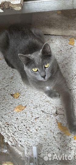 Русский голубой котик