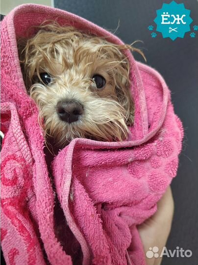 Мытье и стрижка собак в Тюмени