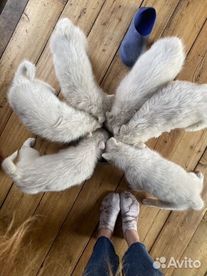 Якутская лайка