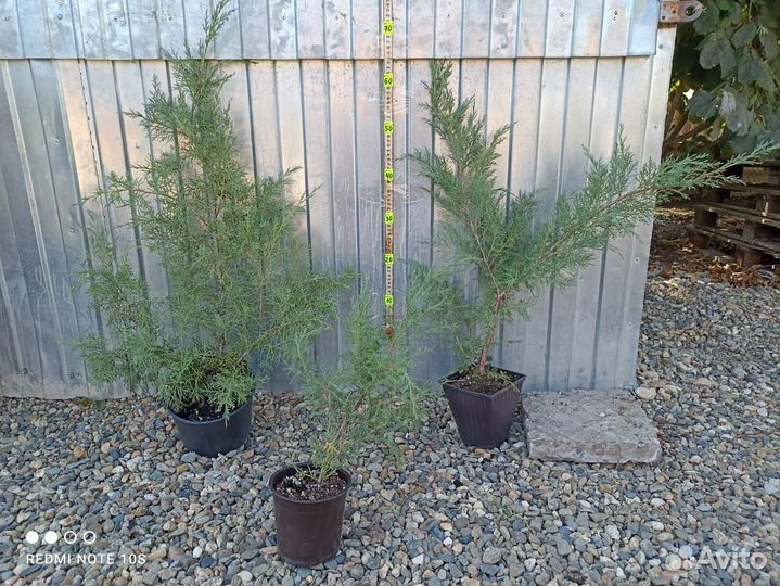 Можжевельник