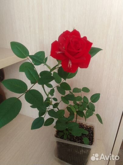 Роза комнатная