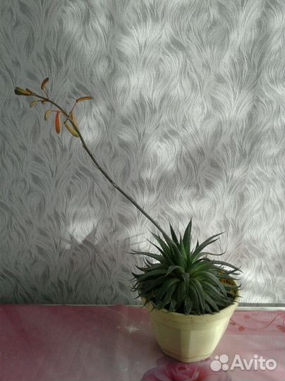 Хавортия комнатные растения