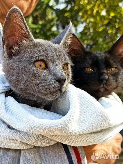 Котята в добрые руки