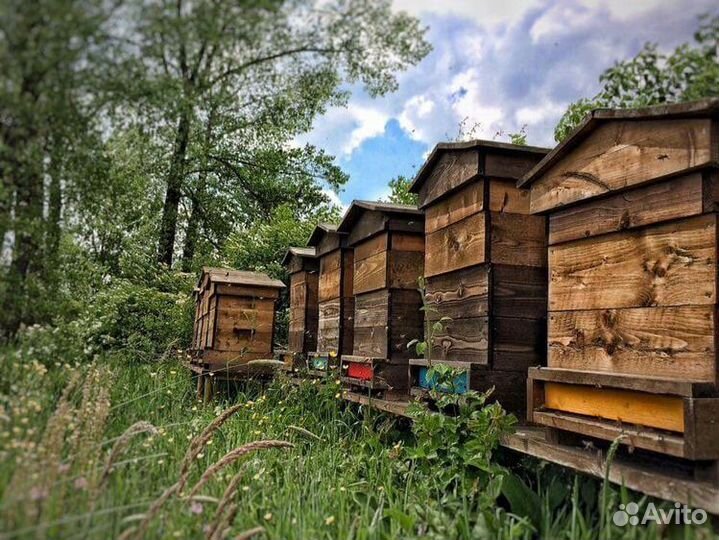 Пчелы с ульями