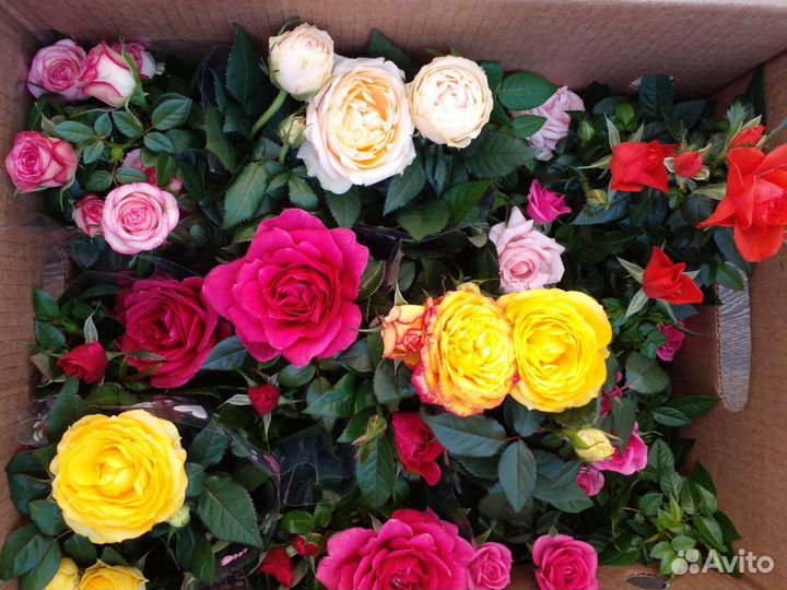 Кустовые розы