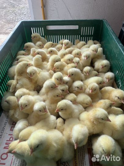 Суточный Бройлер