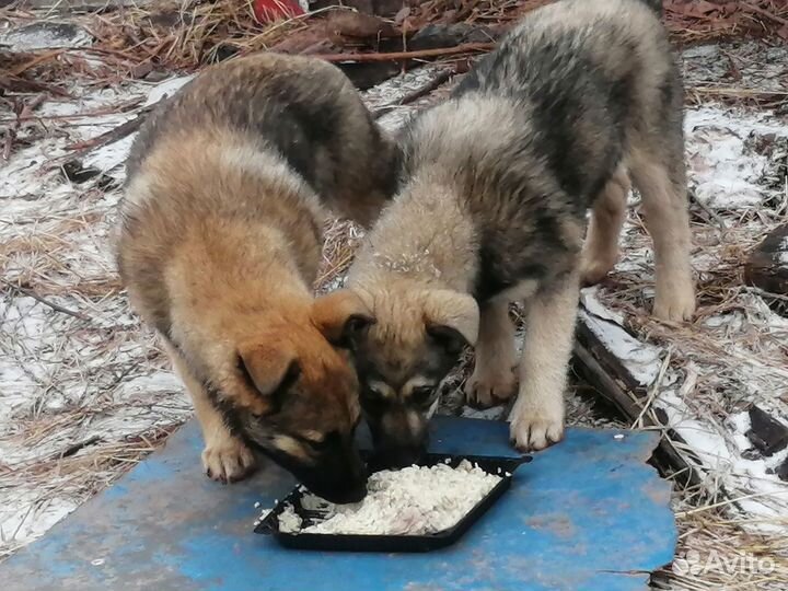 Щенки Грей и Грета