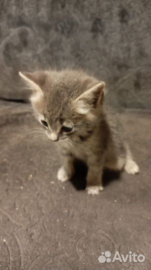 Котята даром