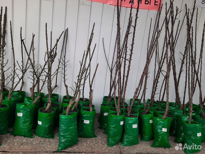 3-х летние Колоновидные Яблони и Груши