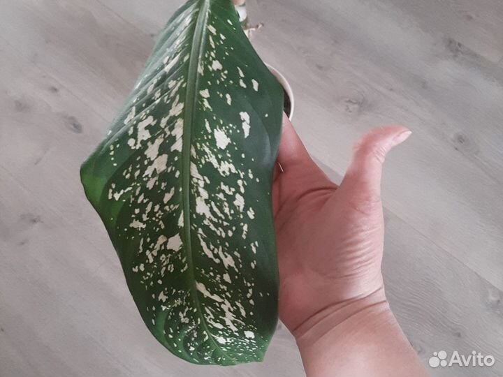 Драцена,дифинбахен