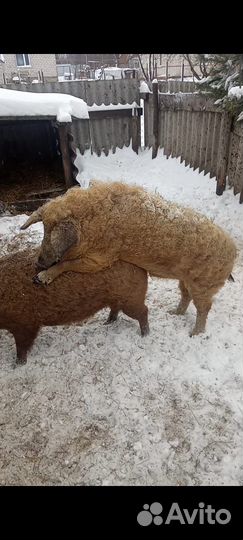 Поросята венгерской мангалицы