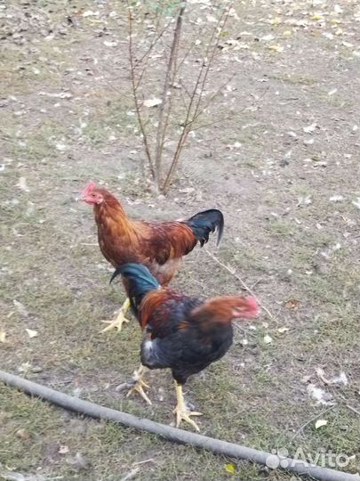 Продам петуха. Выбор