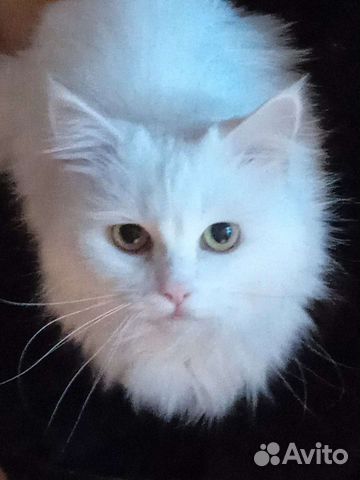 Передержка животных на время отпуска