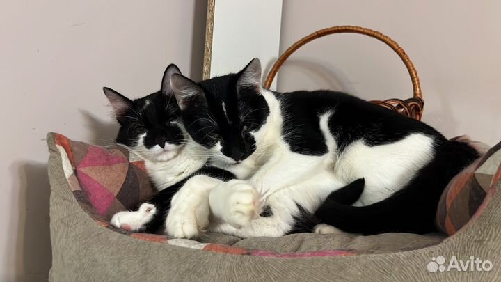 Черно-белые котята в дар. Нежнятины
