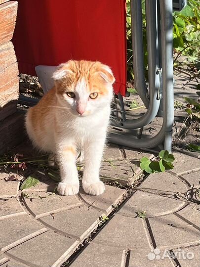 Котята вислоушки в добрые руки