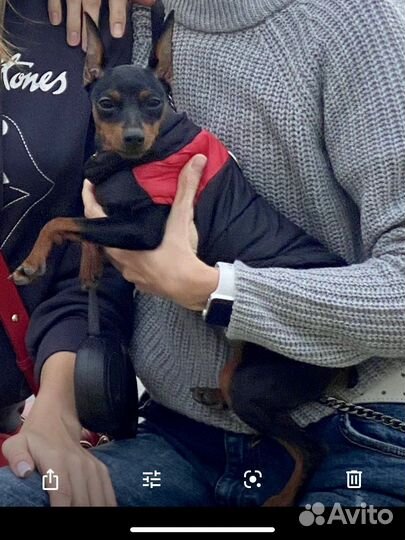 Жилетка для мелких пород