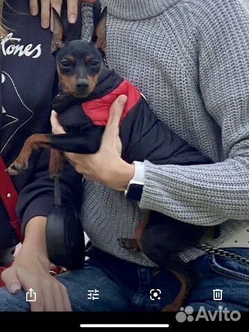 Жилетка для мелких пород