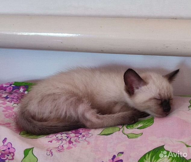 Тайский кот