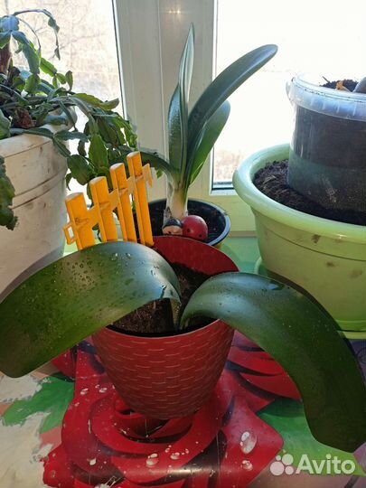 Домашние цветы